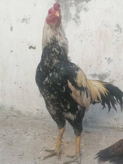 Pauir aseel mainwali