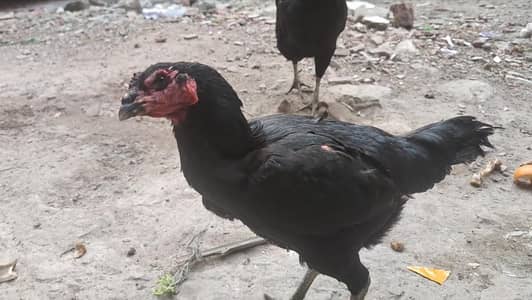 Jappanes pakoay ( black color madi) eggs layiing