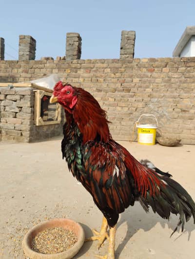 Mianwali Mushka Aseel | Beautiful Long Tail | For Shaukeen