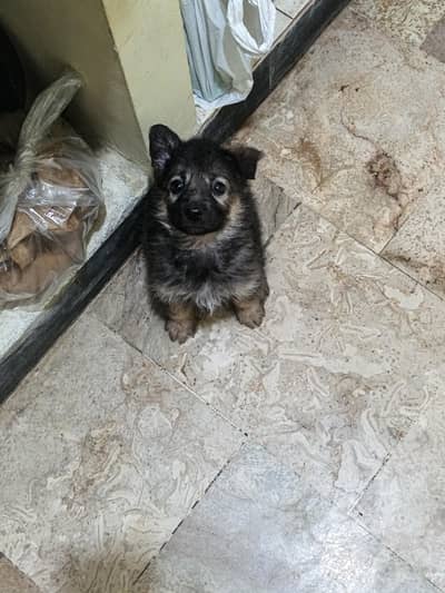 Pure German Shepherd Puppy