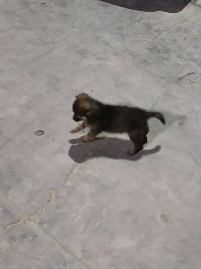 Pure German Shepherd Puppy - Dogs - 1111453460