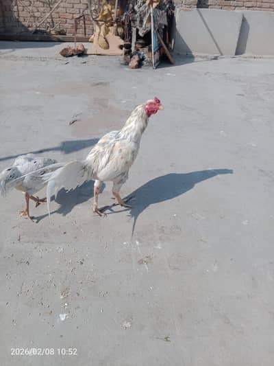 Cheena mianwali walati touch