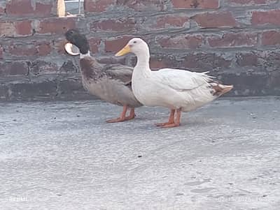 desi duckspair black wala male 3000 and white wala female 2500 for sel