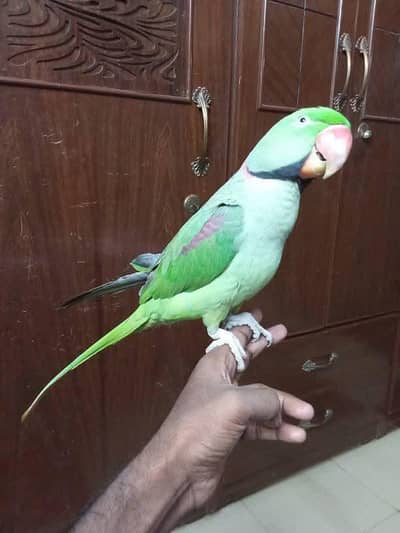 raw parrot male