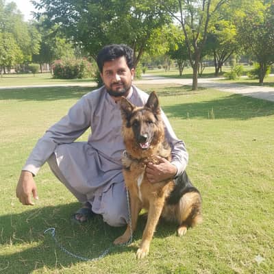 German Shepherd | German Shepherd Dog | Long Coat Dog | GSD