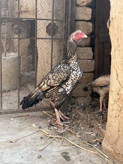 Aseel Mianwali Hen