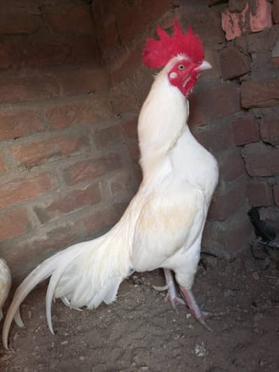 Heera bangum aseel mianwali