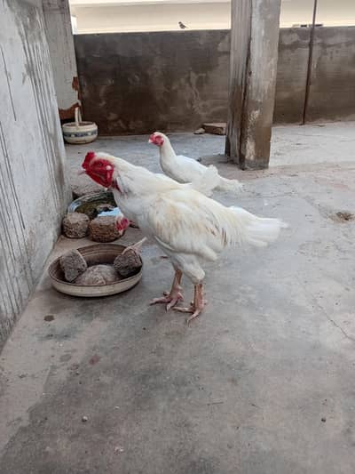 for sale heera Aseel  yellow Eyes . Age 2 year