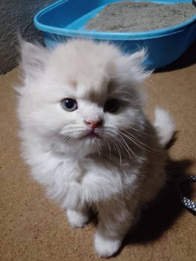 i am selling Persian kittens
