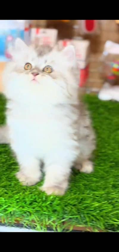 pure persian cats vaccinated triple coated WhatsApp 03317823482