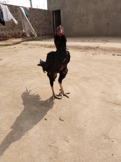 “Original Aseel Gamefowl Rooster for Sale”