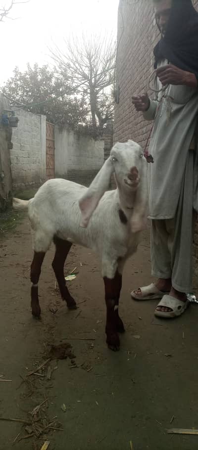 bakri