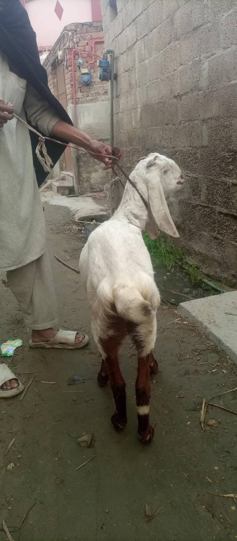bakri 1