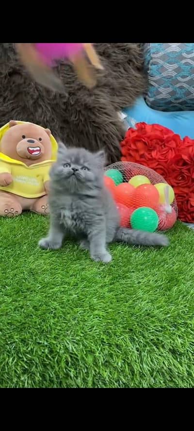 pure persian cats vaccinated triple coated WhatsApp 03317823482
