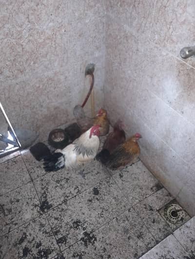 golden misri hen pair  4 pices