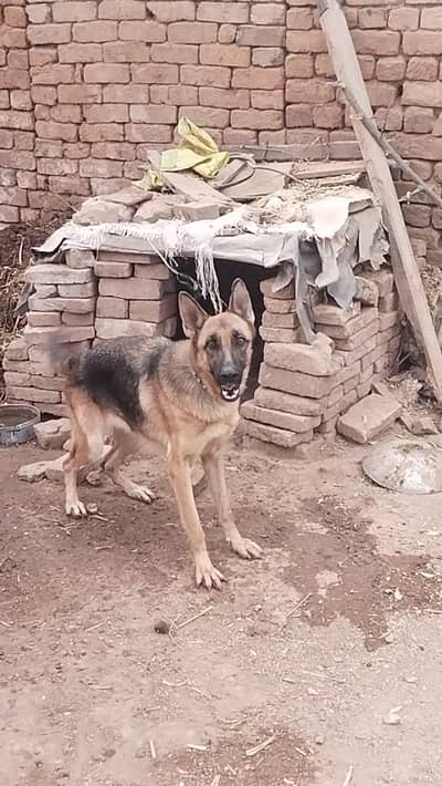German Shepered female for sale