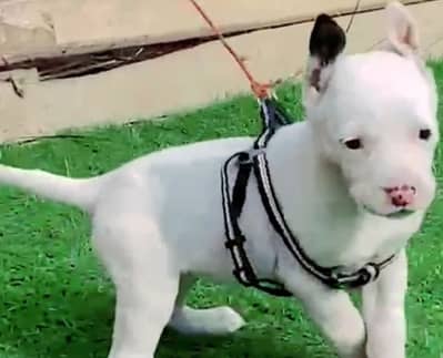 kohati gultair female available for sale