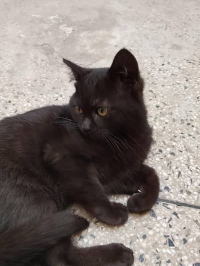 Triple coat very active cat for sale