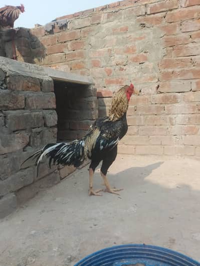 Aseel pair or 5 chicks or 1 dasi murgi Andy dany wali