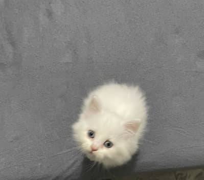 Persian cat