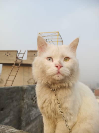 persian cat Male eyes 2 colours