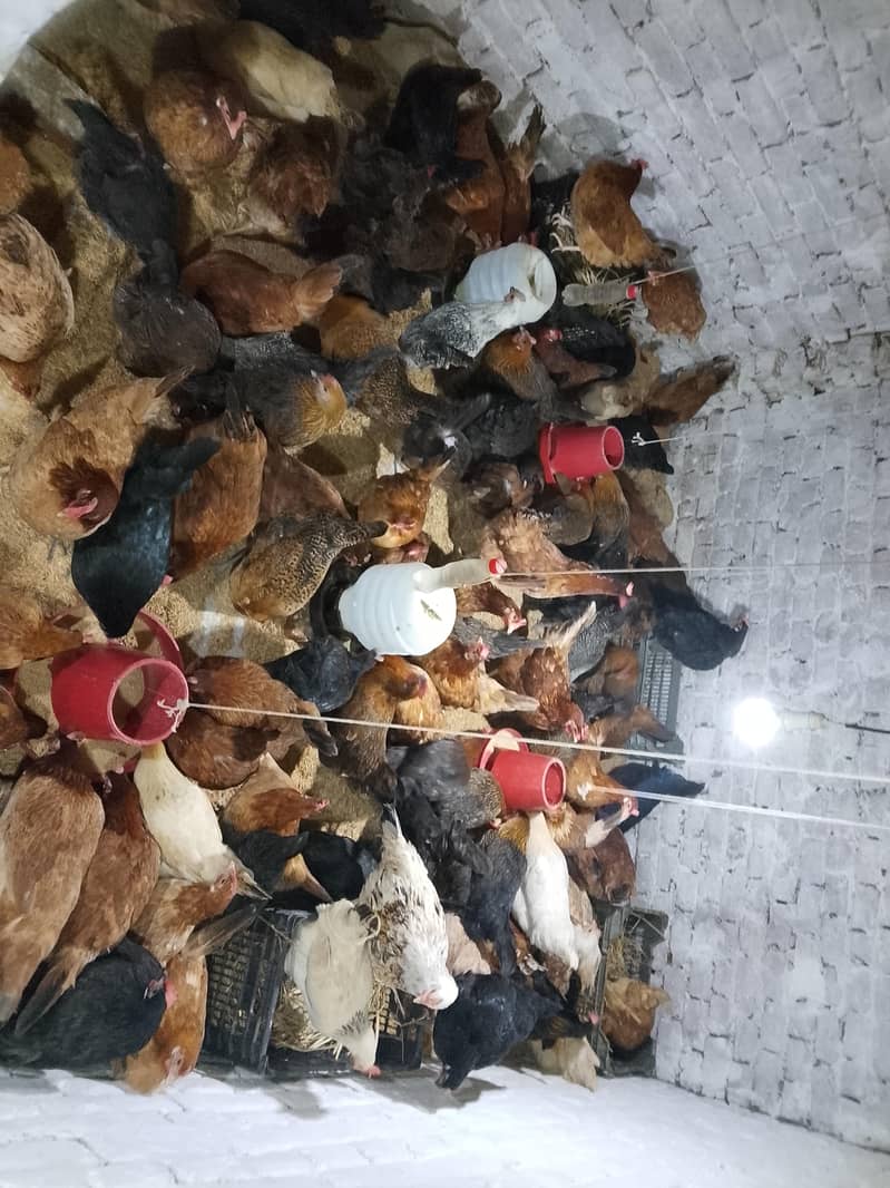 مرغیاں فار سیل ہیں 70 مرغی 45 انڈا دیتی ہے 4