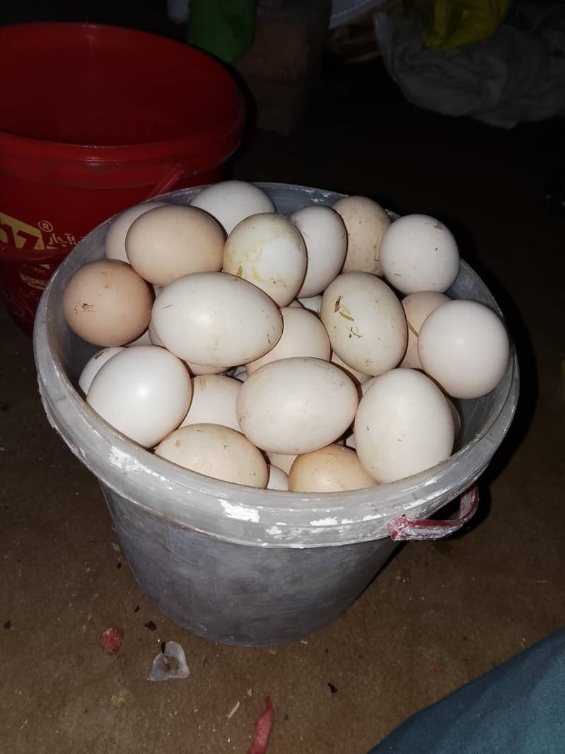 مرغیاں فار سیل ہیں 70 مرغی 45 انڈا دیتی ہے 5