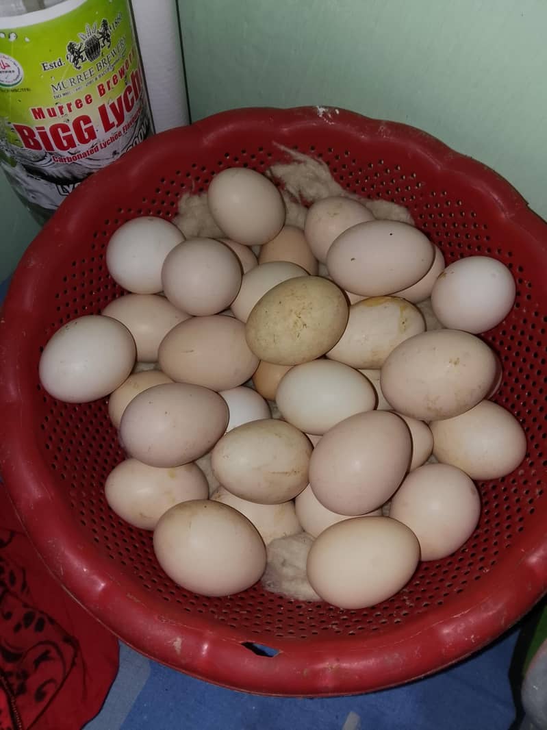 مرغیاں فار سیل ہیں 70 مرغی 45 انڈا دیتی ہے 6