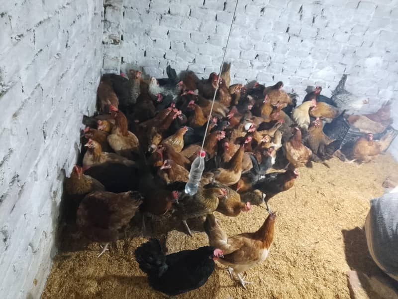 مرغیاں فار سیل ہیں 70 مرغی 45 انڈا دیتی ہے 7