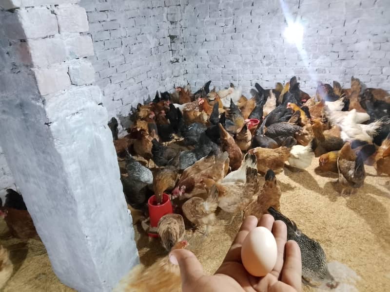 مرغیاں فار سیل ہیں 70 مرغی 45 انڈا دیتی ہے 8