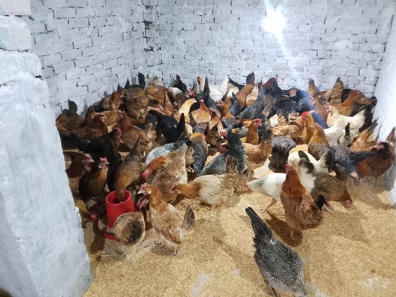 مرغیاں فار سیل ہیں 70 مرغی 45 انڈا دیتی ہے 9