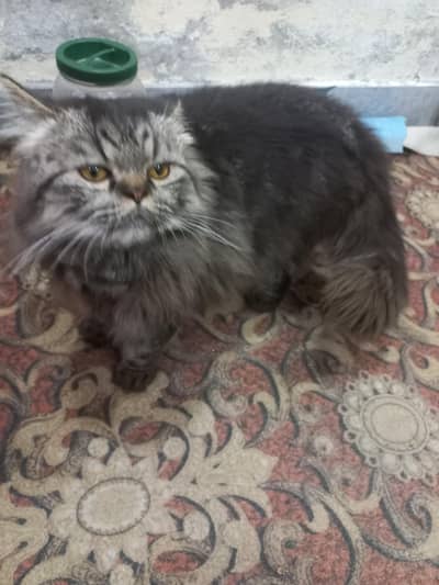 Persian cat / Triplr coat / beautiful cat for sale