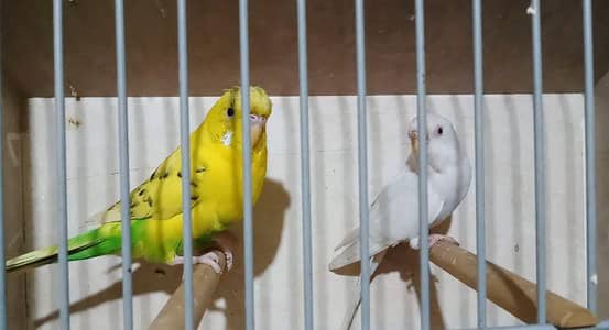 Dun Buggie Male x Albino Red eye female