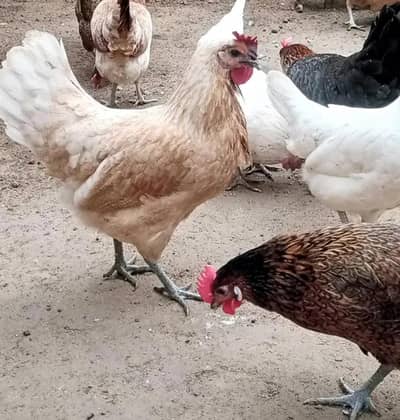 hen for sell