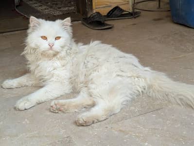 Persian catl urgent for sale male triple Court