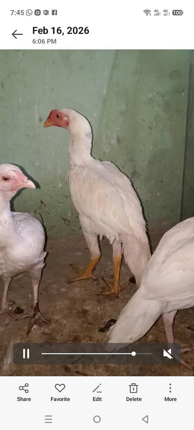 4 female 2 mal long hight