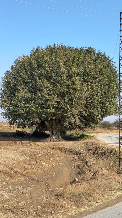 Driver wanted for house