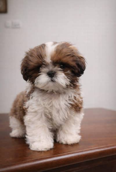 Champion Bloodline Shih Tzu/Shihtzu/ shitzu Male Pup Available