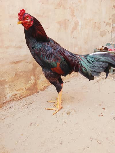 aseel murga for sale full fiter