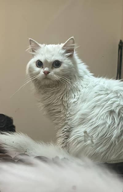 Persian cat with blue eyes.