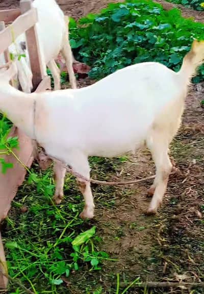 2 puire taide path sony wali full tayyar