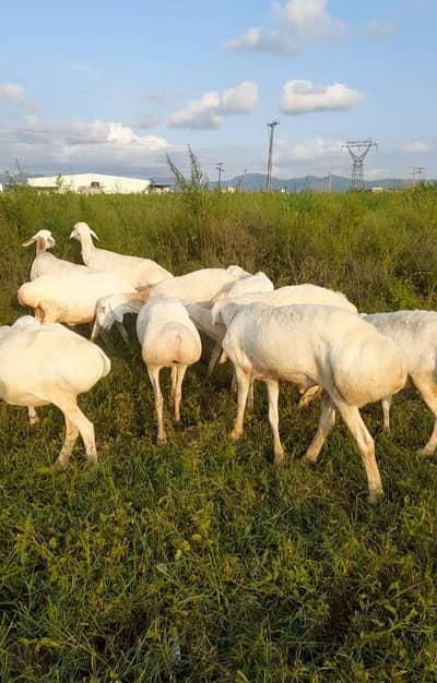 Talagangi | Dumby | sheep | Male dumby | Female dumby