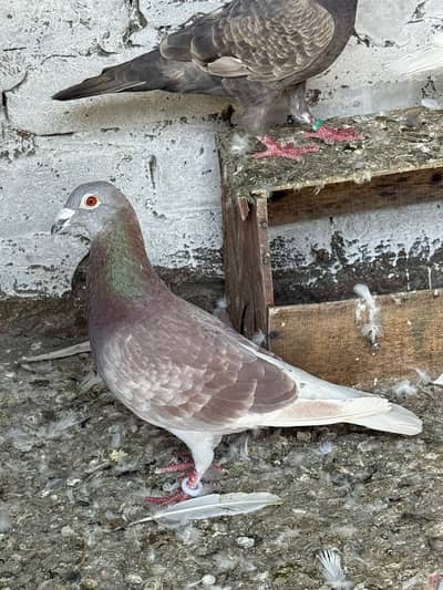 Rasar big size pegions