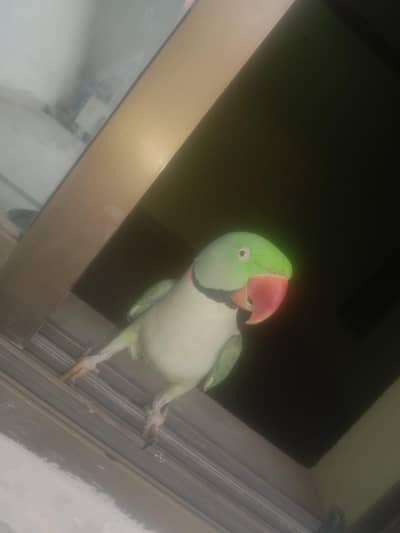 pahariii toota (with cage)