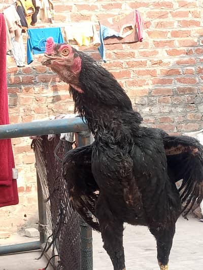 Out Class lassni Male