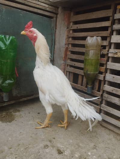 White Kana Aseek breader 03038868142