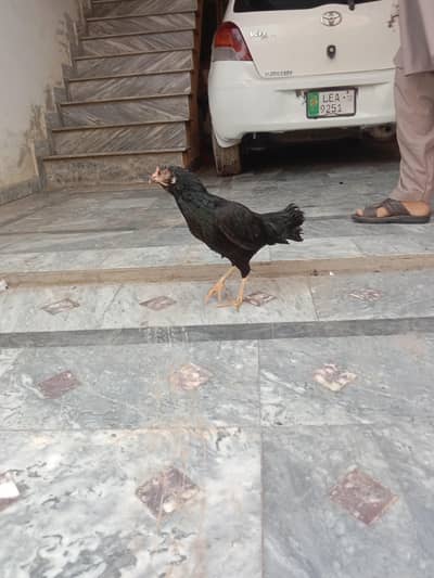 Aseel mianwali murghi