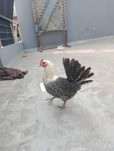 pure fiummy misri morgi