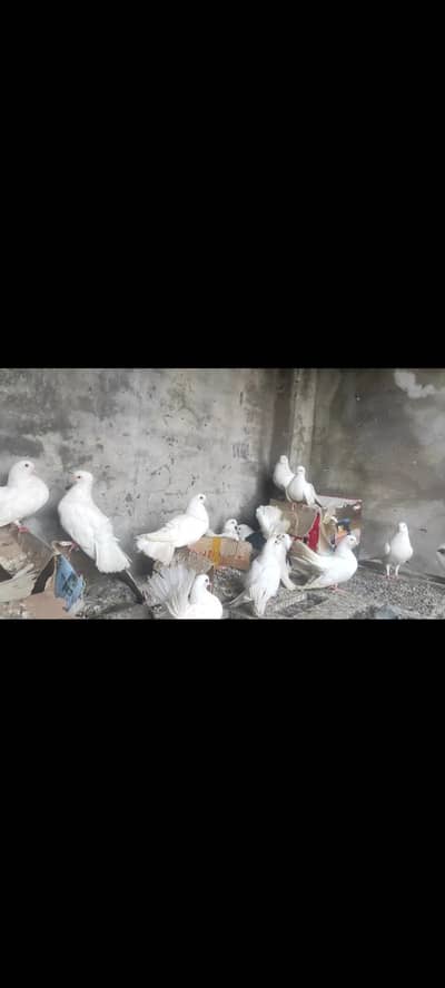 laka pigeons for sale