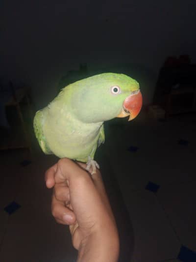 hand tame parrot and talking parrot